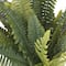 Boston Fern Bush Fern Collection by Ashland®